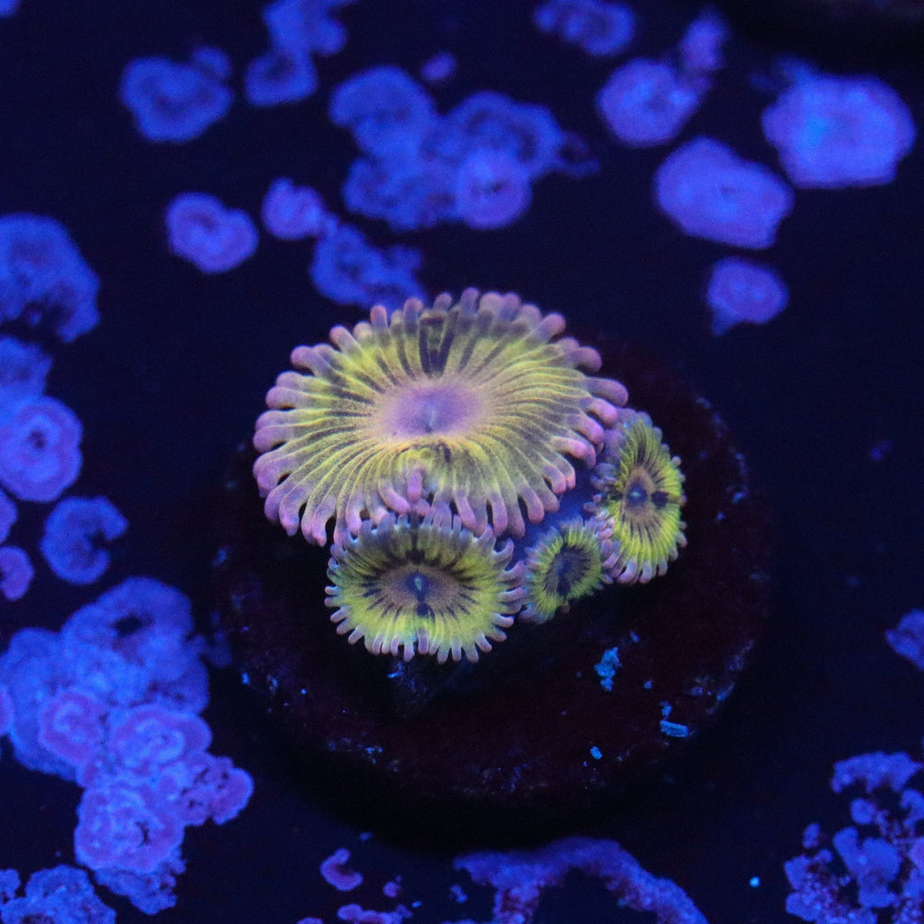 Chiquita Zoa