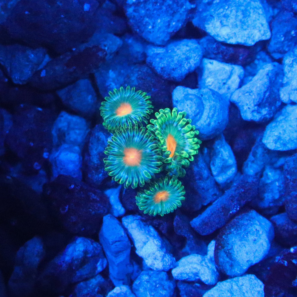 TSA Hurricane Zoanthid