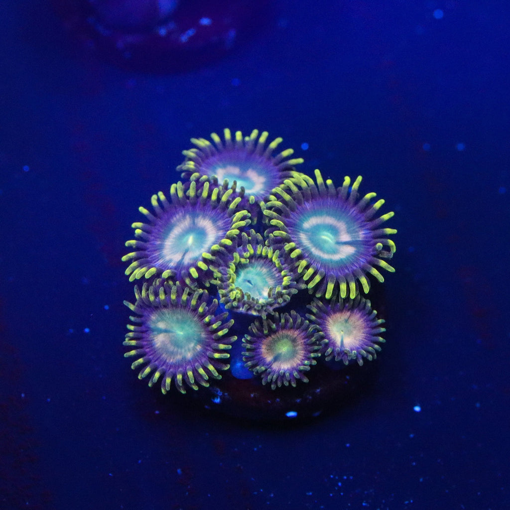 Laser Lemons Zoanthid