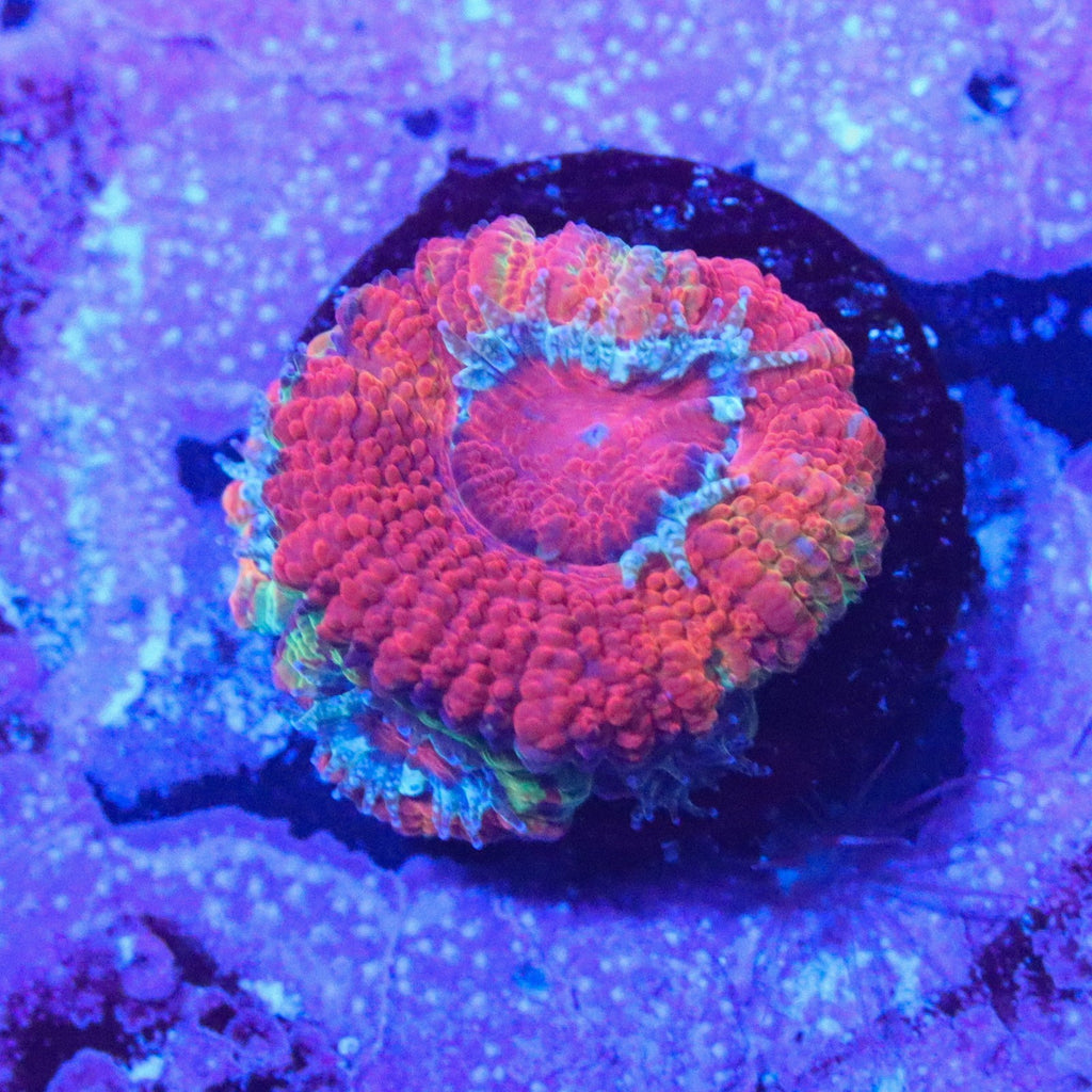 GB Jawbreaker Acan