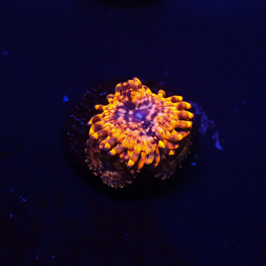 Utter Chaos Zoanthid