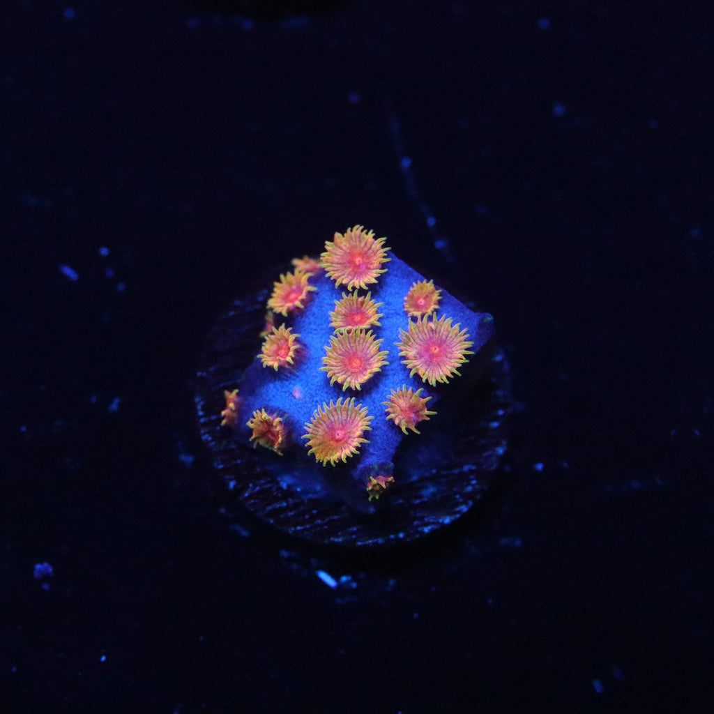 WWC Bizzaro Cyphastrea
