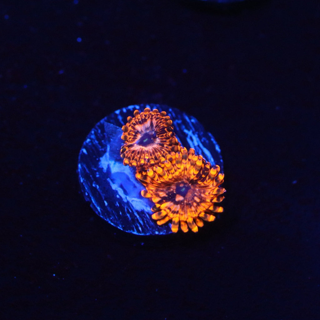 Utter Chaos Zoanthid