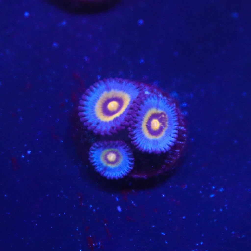 OG Wolverine Zoa