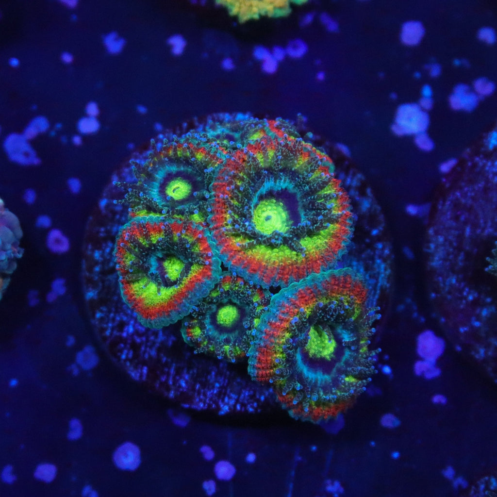 Holy Grail Micromussa