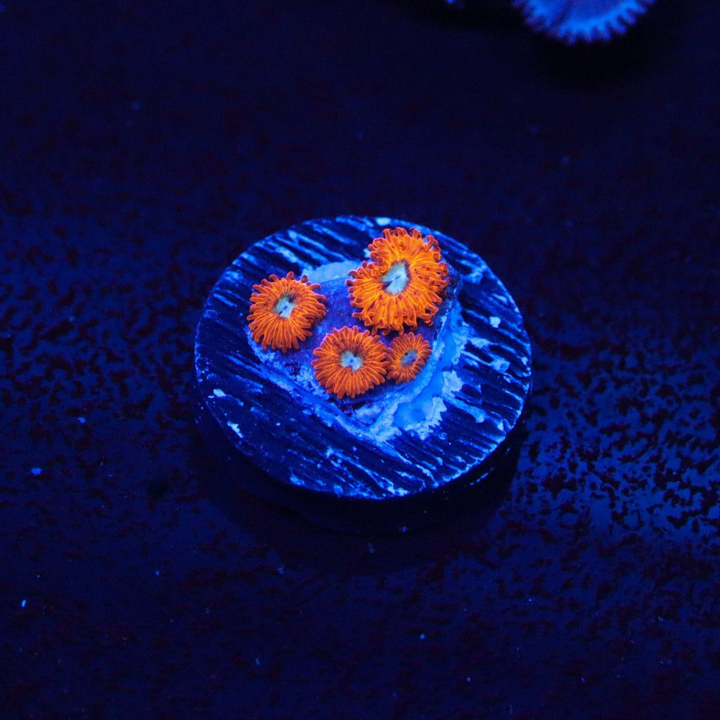 Charmander Zoanthid