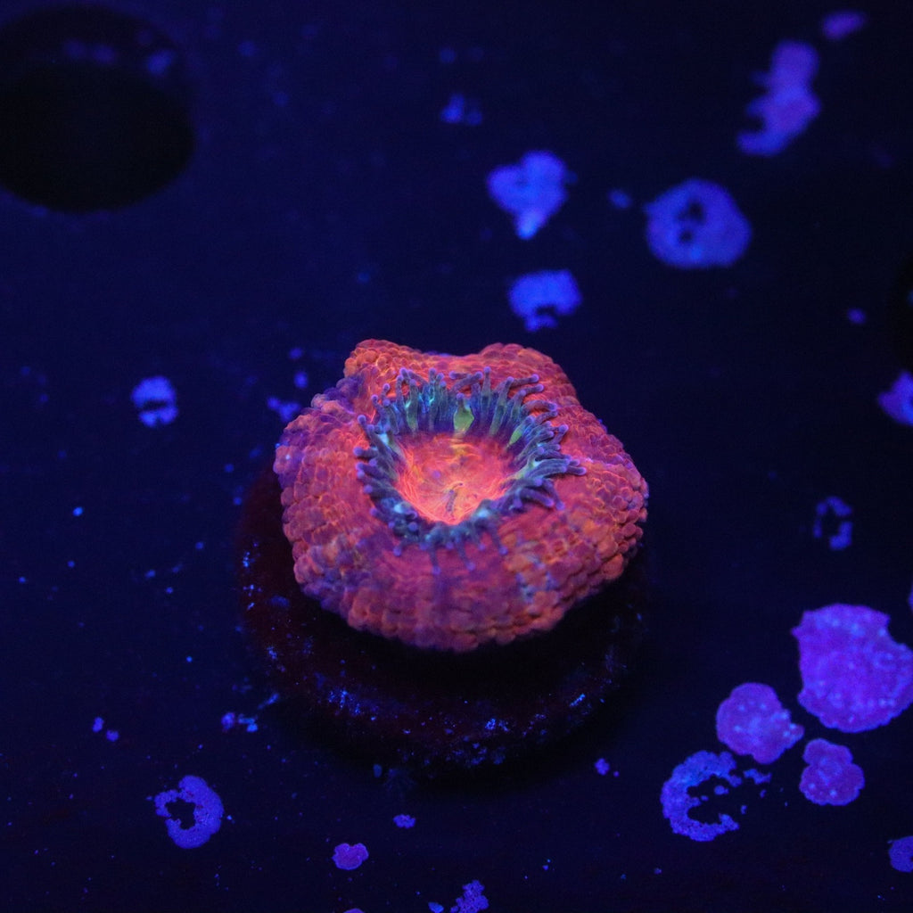 Rainbow Acan