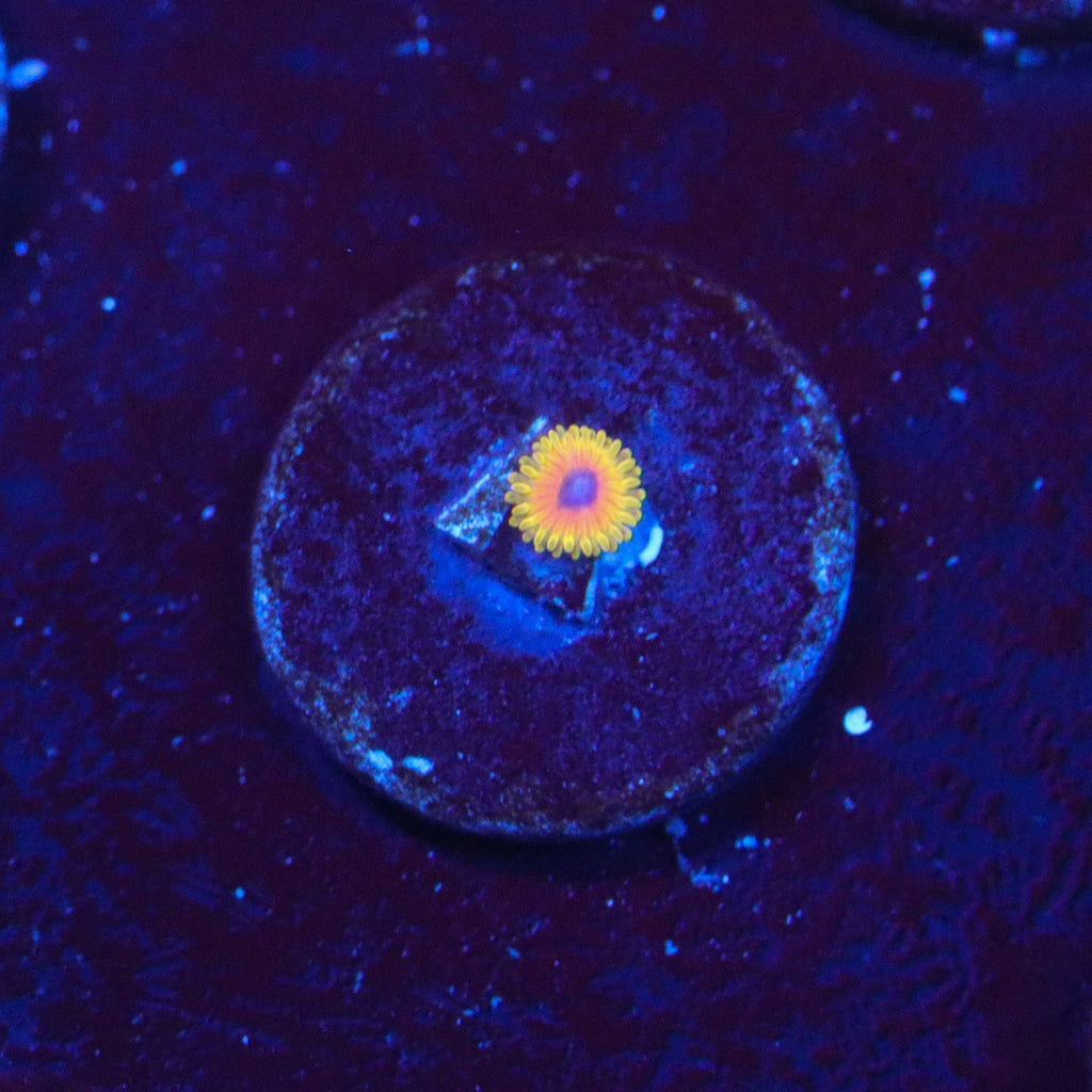 Great Owl Zoanthid