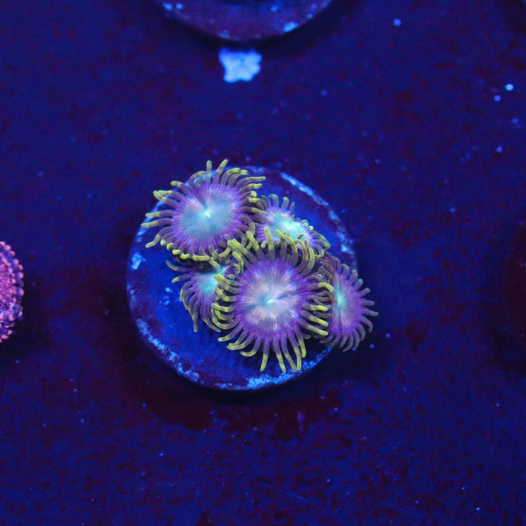 Laser Lemon Zoanthid
