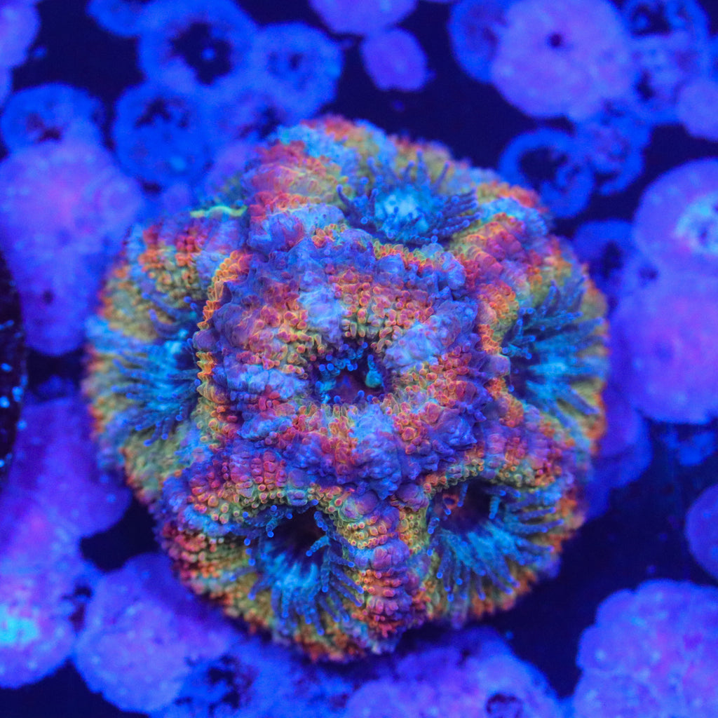 Ultra Rainbow Acan Colony