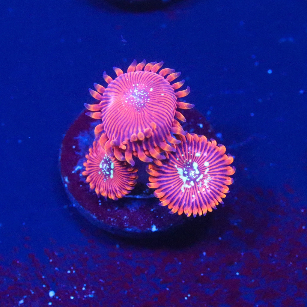 Magician Zoanthid