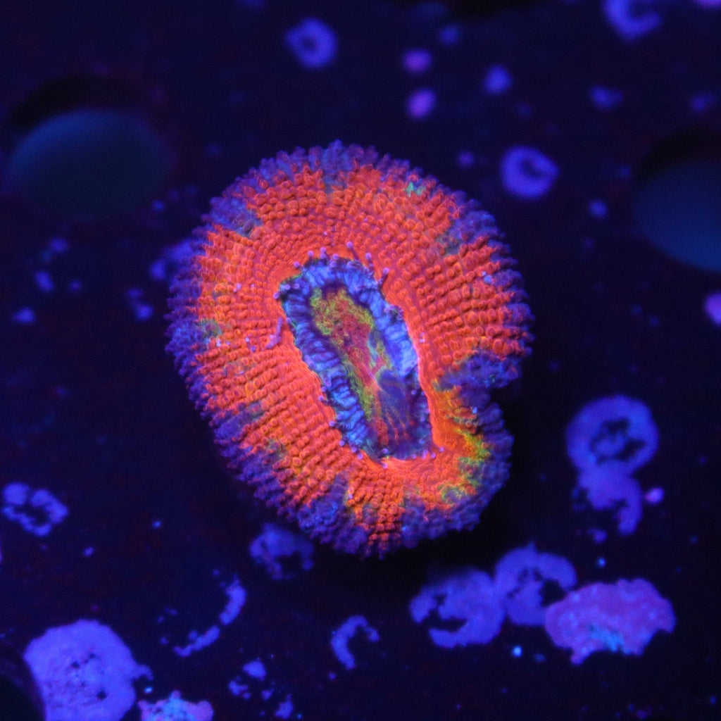 Ultra Rainbow Acan