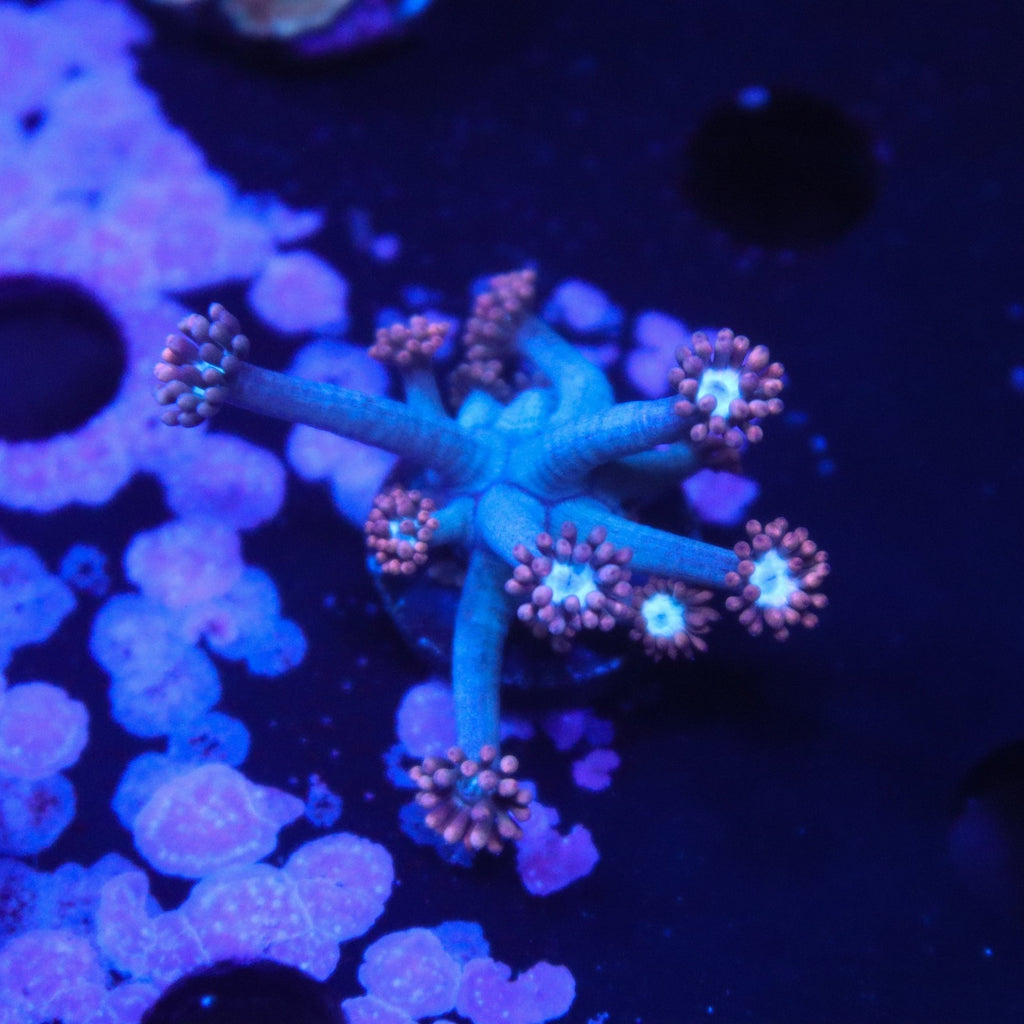 TSA Alice In Wonderland Gonipora