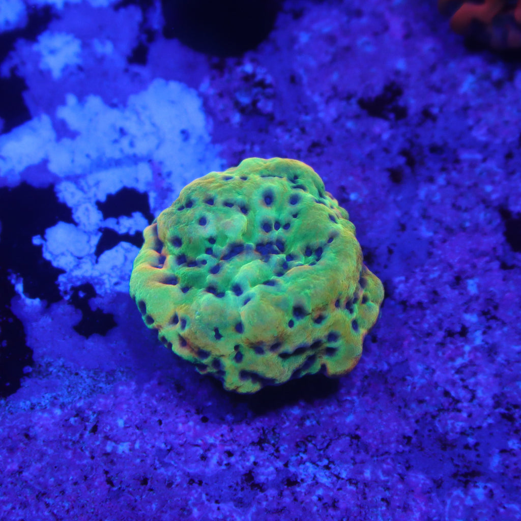JF Crazy T Montipora