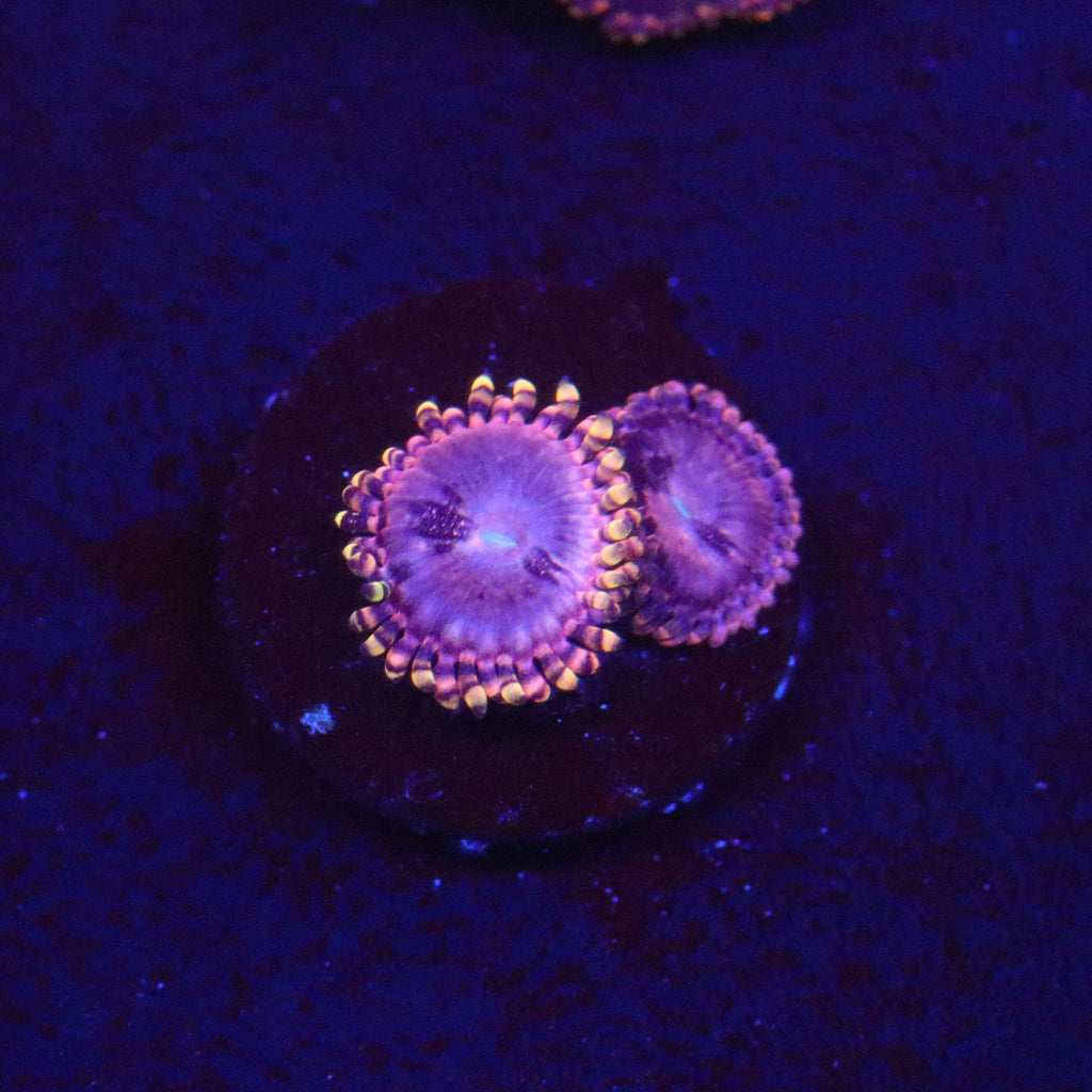 RR Koala Eye Zoanthid