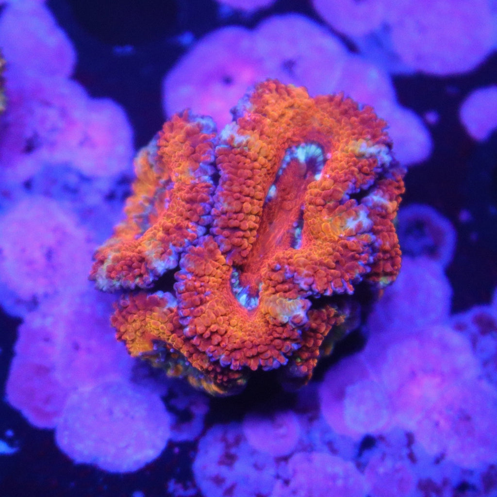 Rainbow Acan