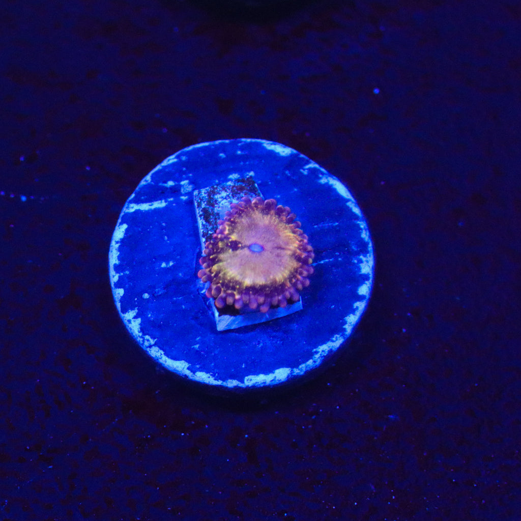 Not HR Deathstar Zoathid