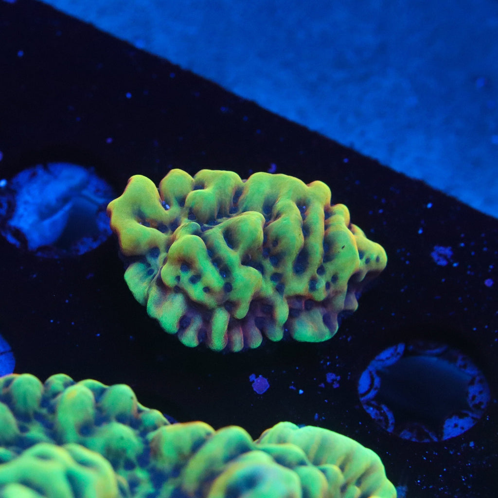 Crazy T Montipora
