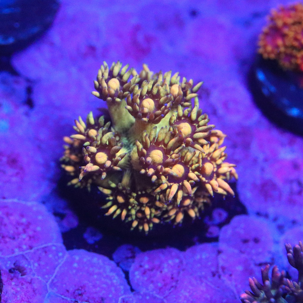 KDReef Ring of Fire Gonipora