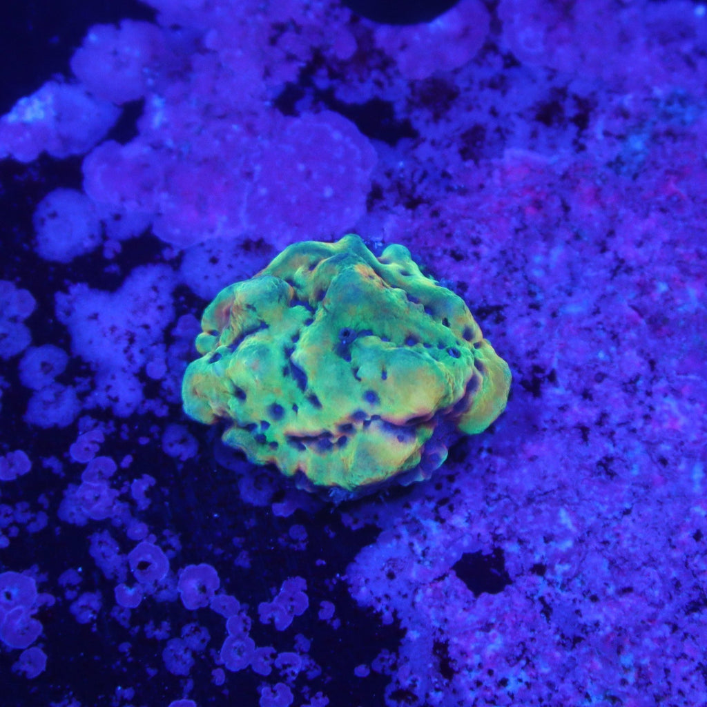 JF Crazy T Montipora
