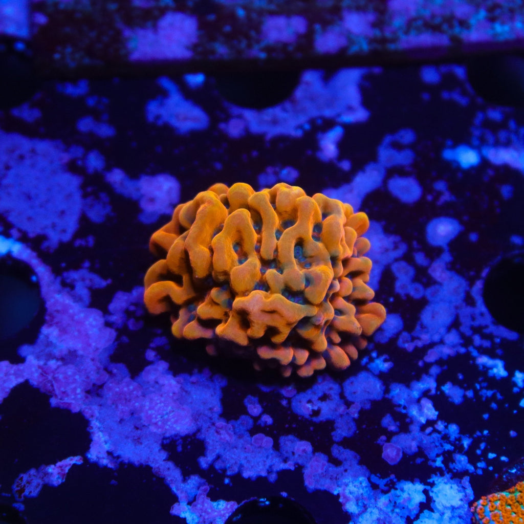 ASD Master Phoenix Montipora