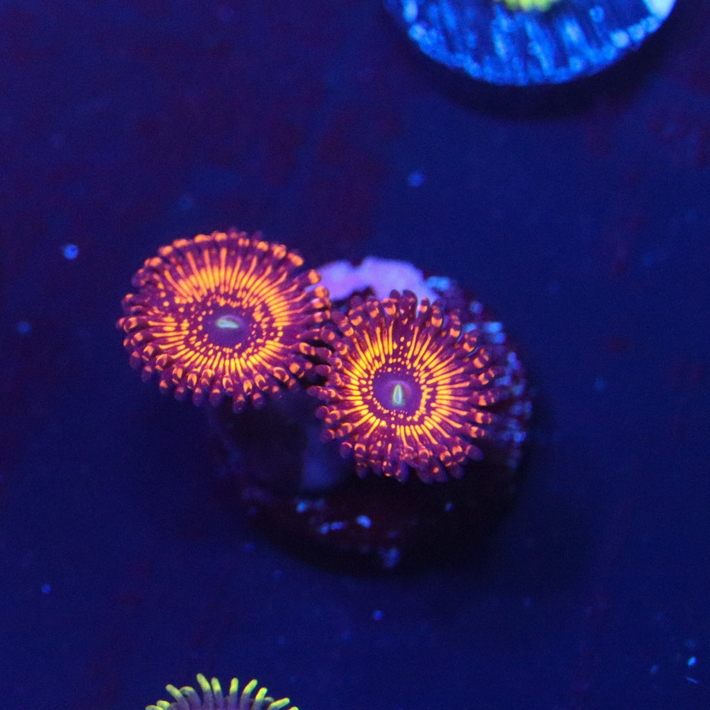 WWC Illuminati Zoanthid