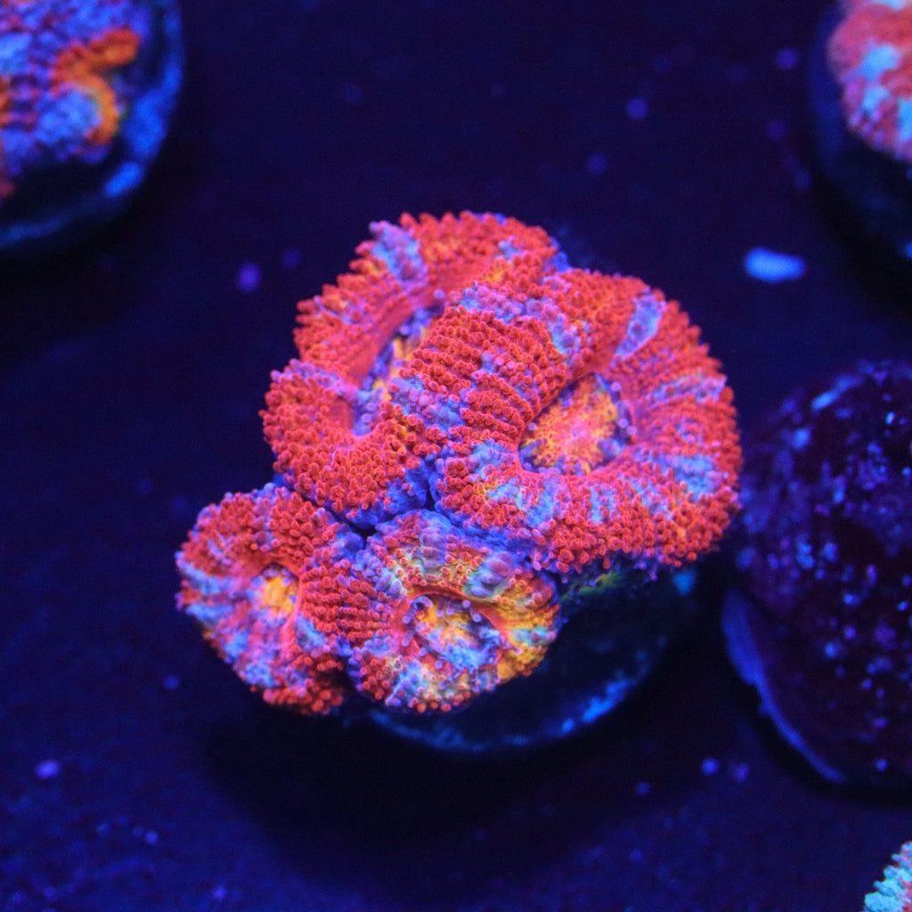 Rainbow Acan