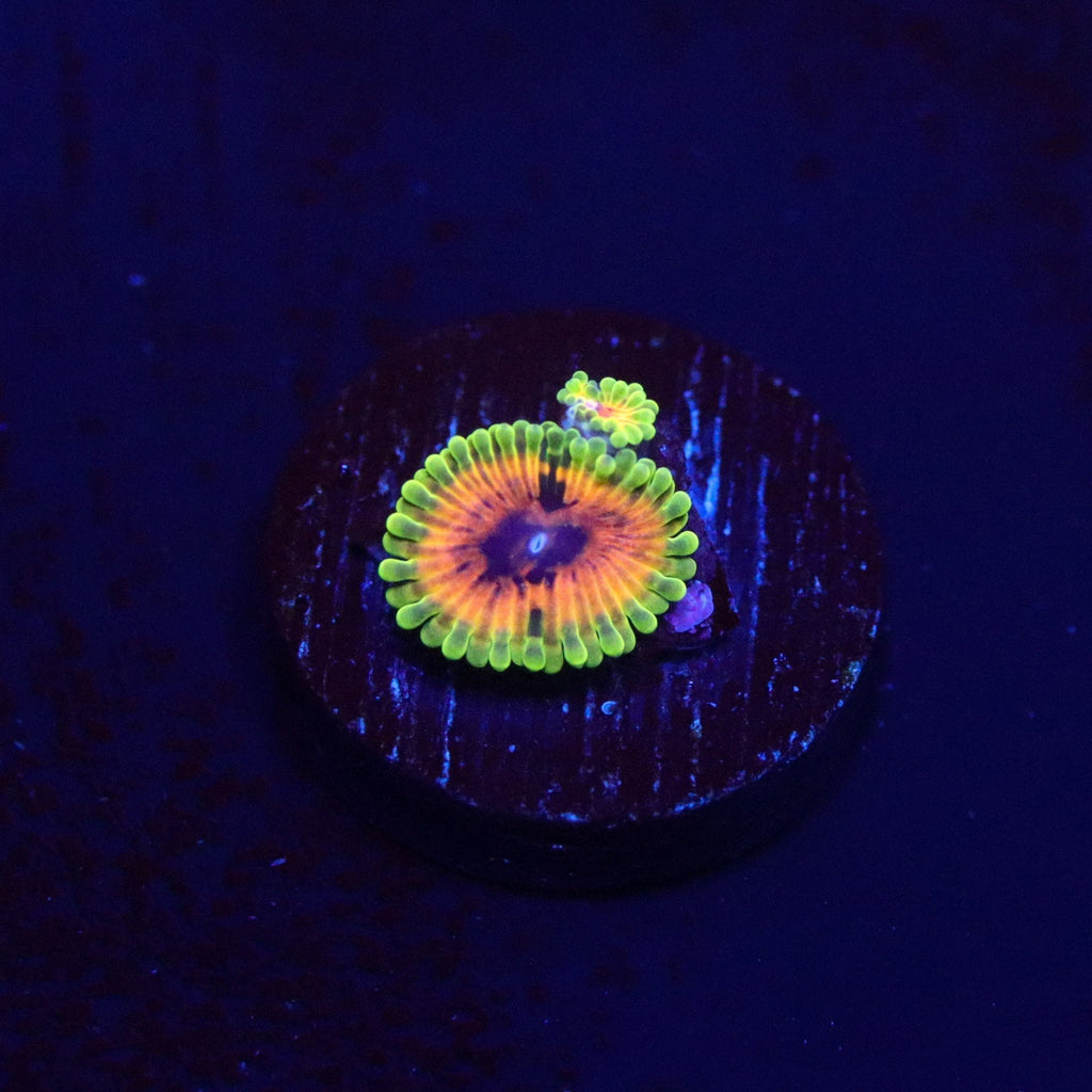 OG Hallucination Zoanthid