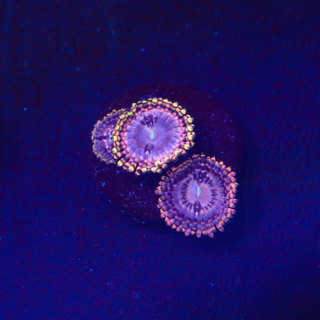 RRC Koala Eye Zoanthid