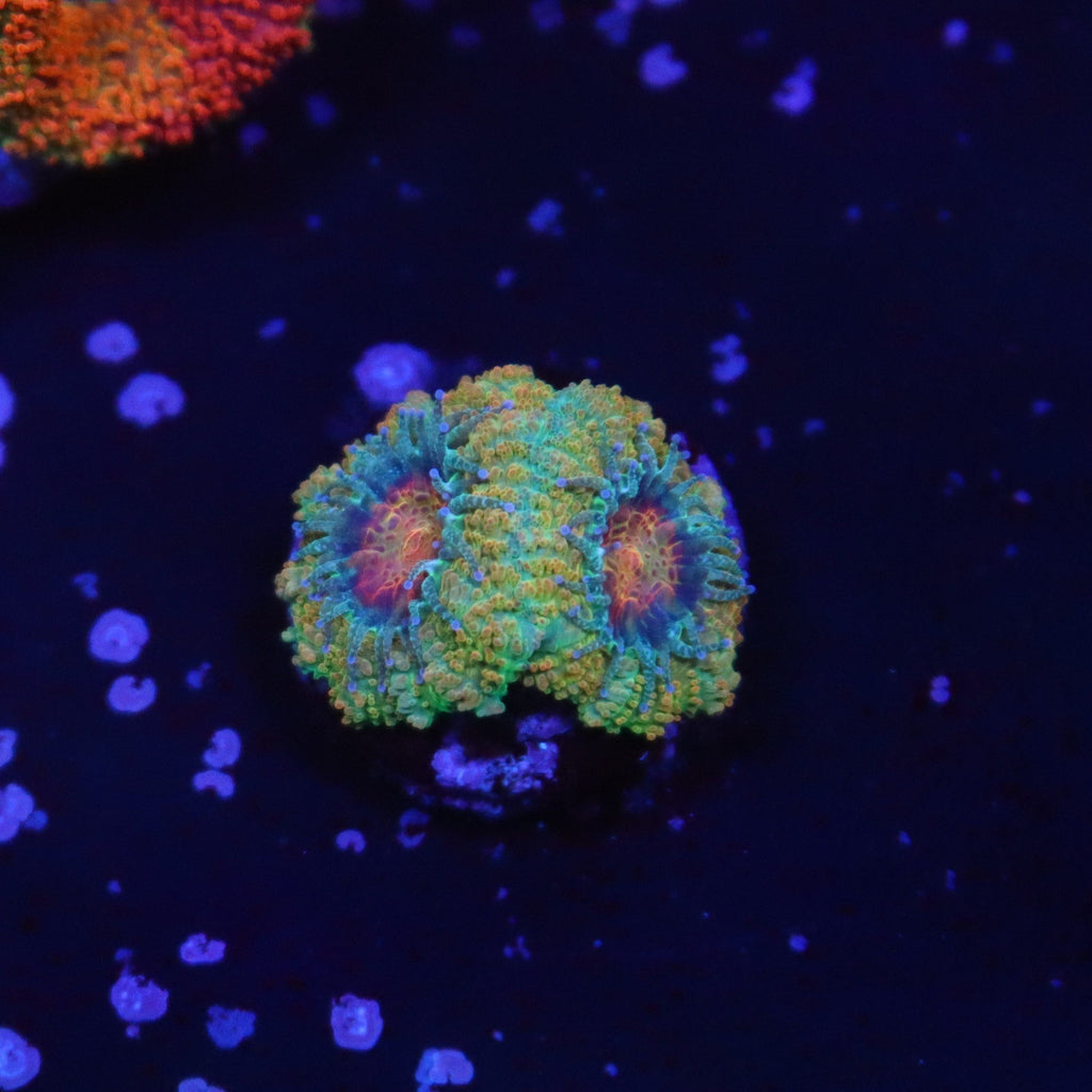 BSA Killshot Acan Double