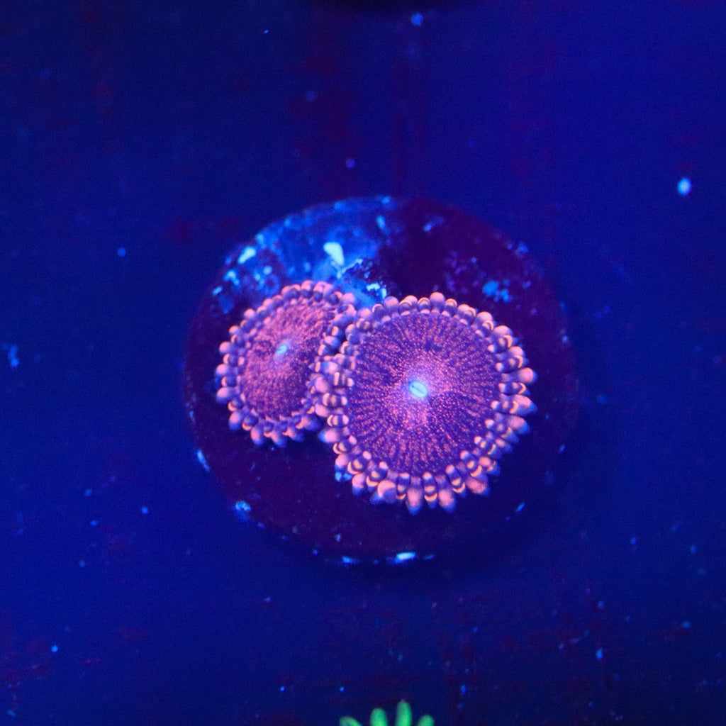 Playboy Bunny Zoanthid