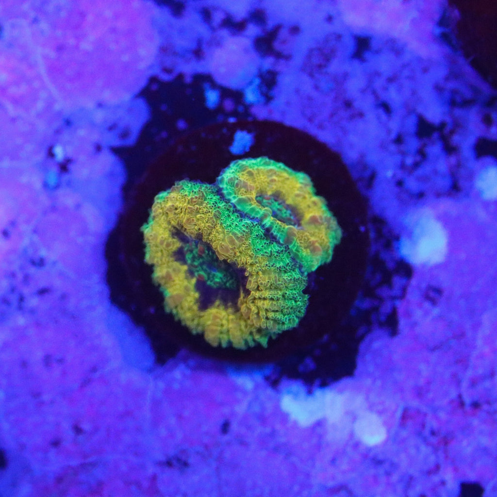 OG Mardi Gras Acan