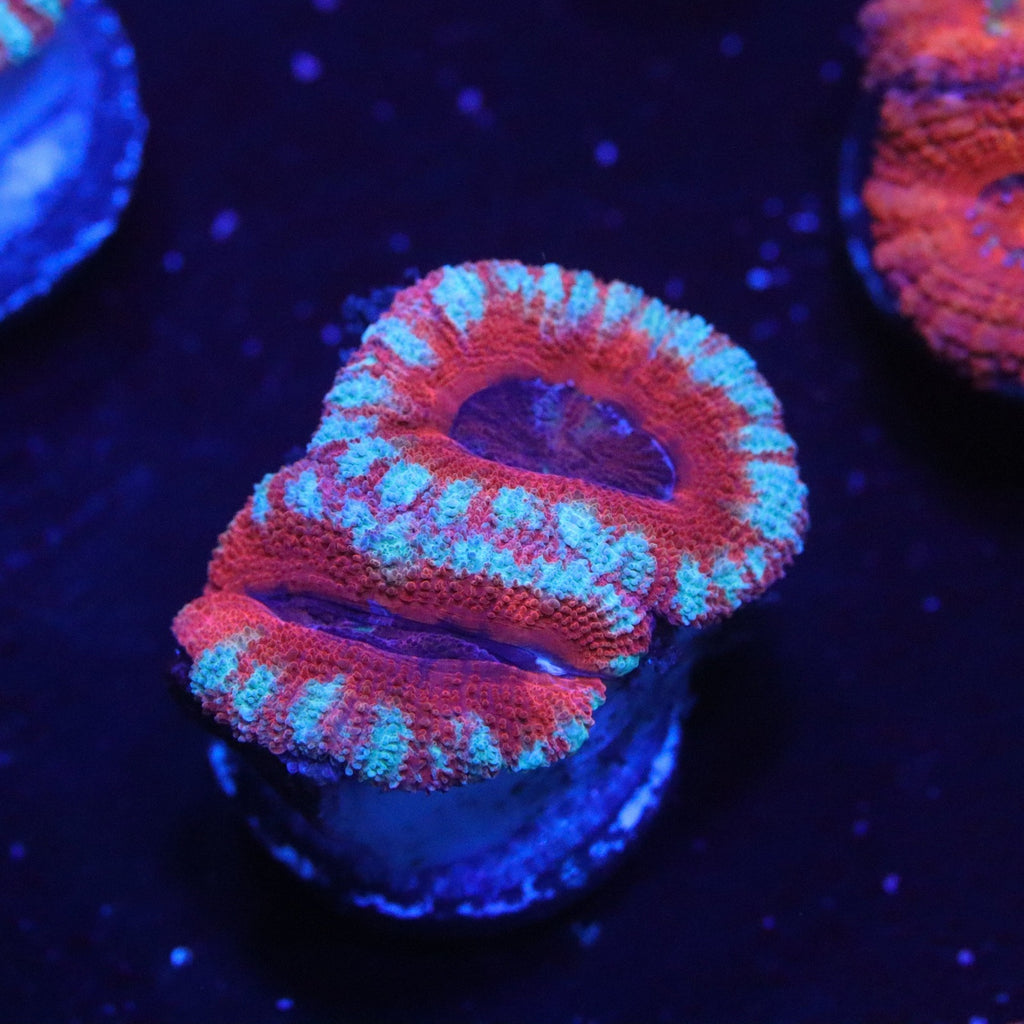 Rainbow Acan