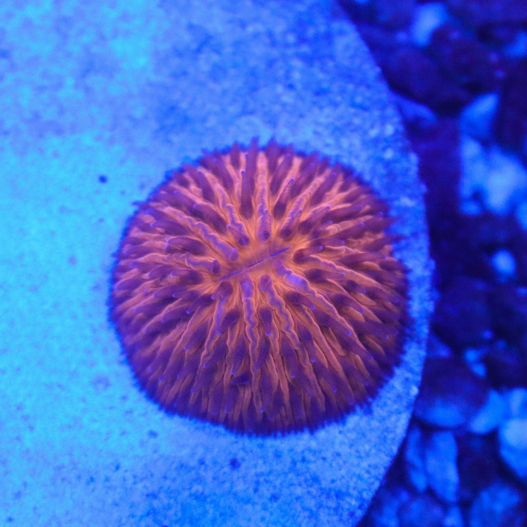 Aussie Orange Fungia Plate
