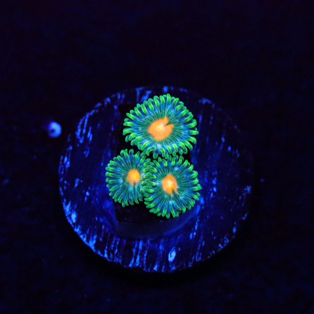 TSA Hurricane Zoanthid