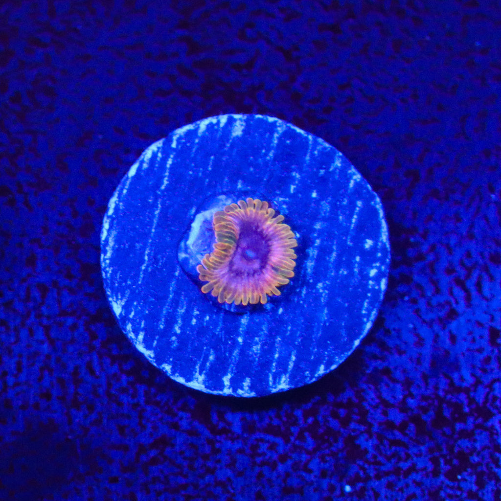 JF Acid Reflux Zoanthid