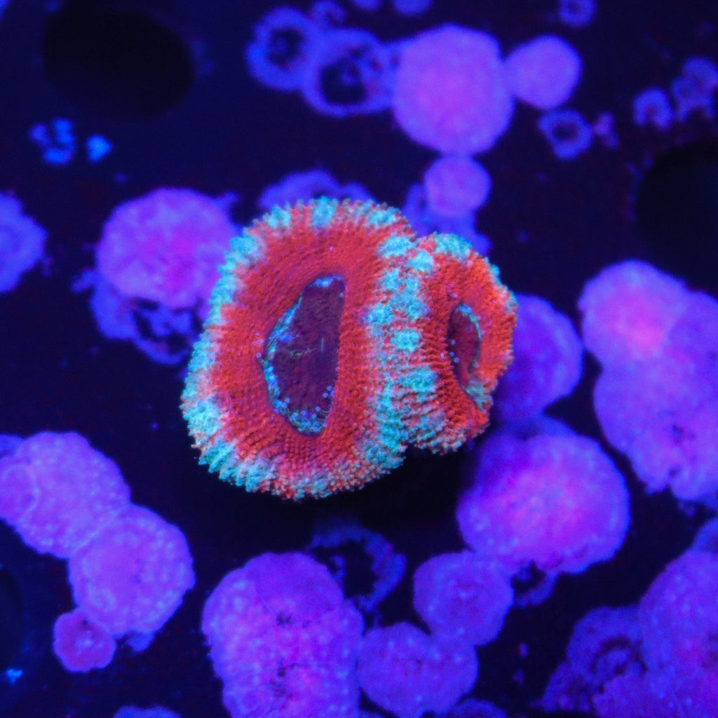 Rainbow Acan