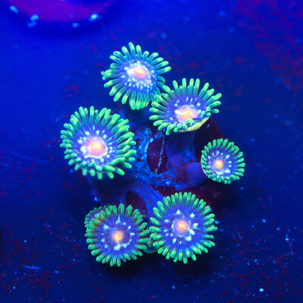JF Daisy Cutters Zoanthid