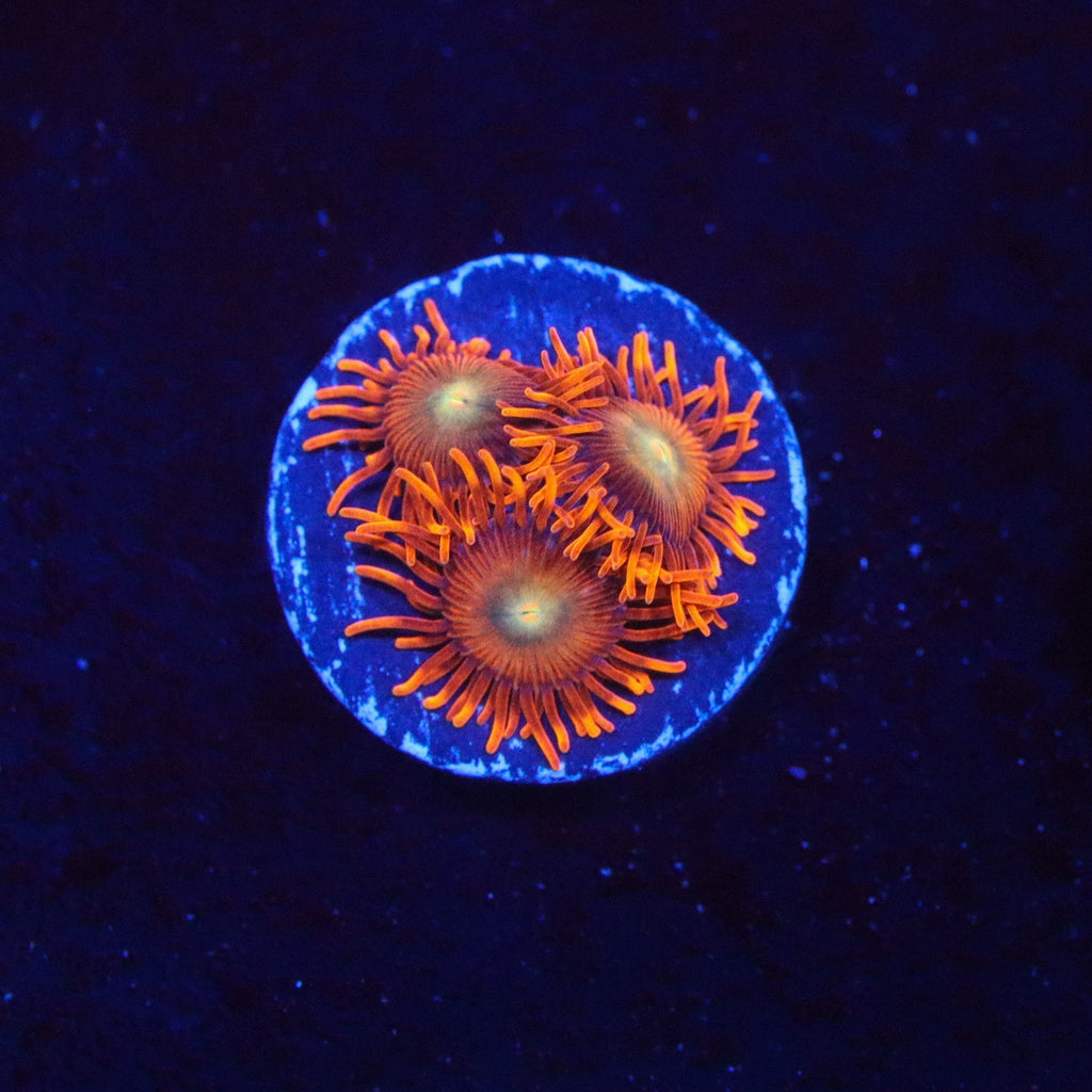 ACI Lorax Zoanthid