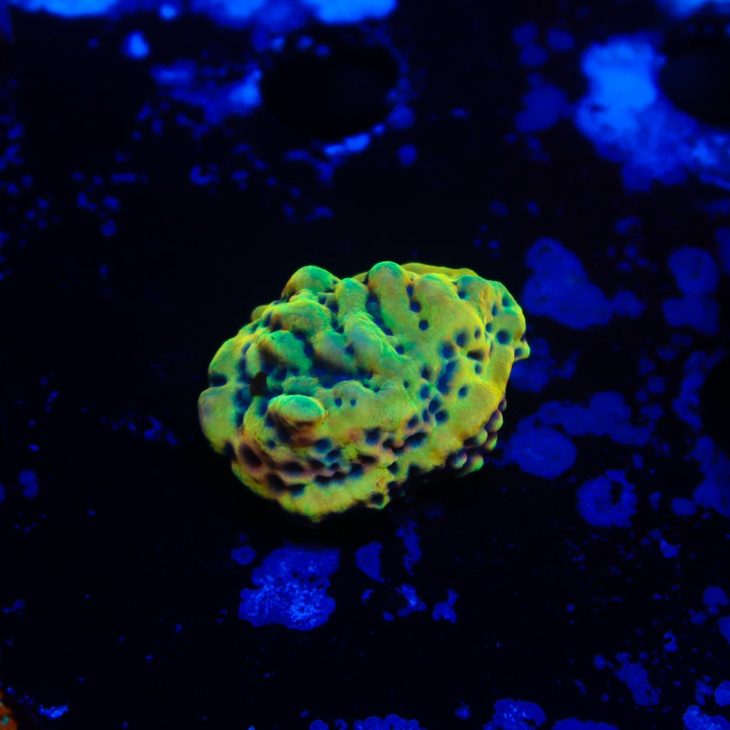 RRC Crazy T Montipora