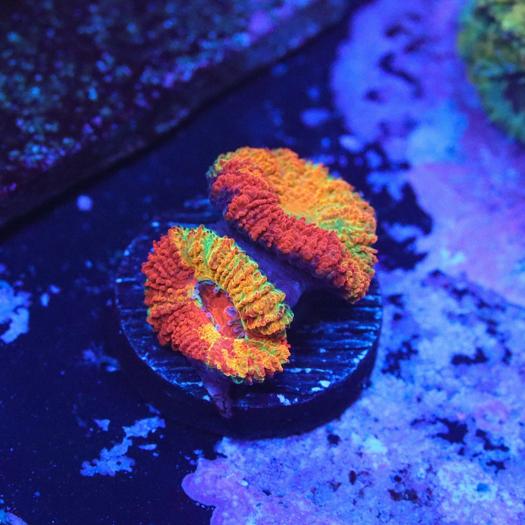 GB Jawbreaker Acan Choice Frag