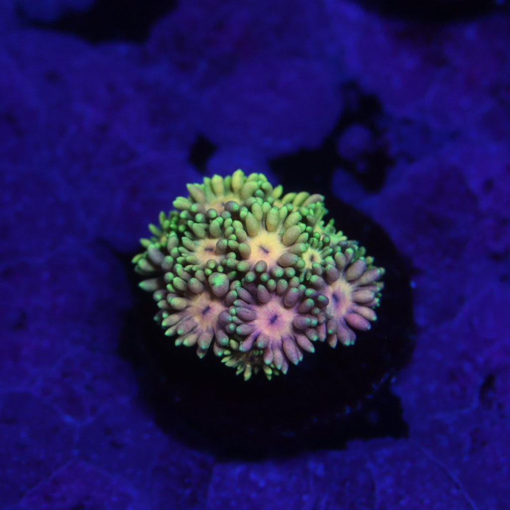 Ultra Gonipora