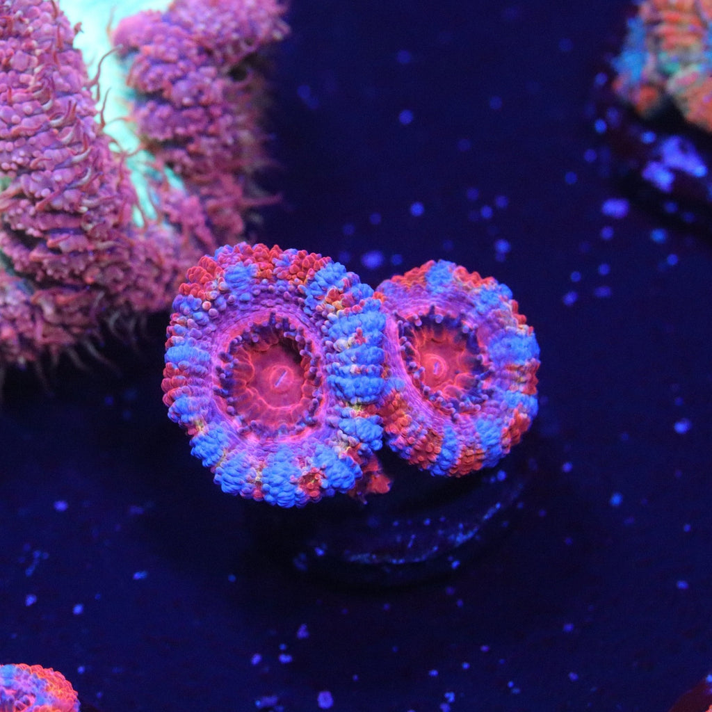 Rainbow Acan