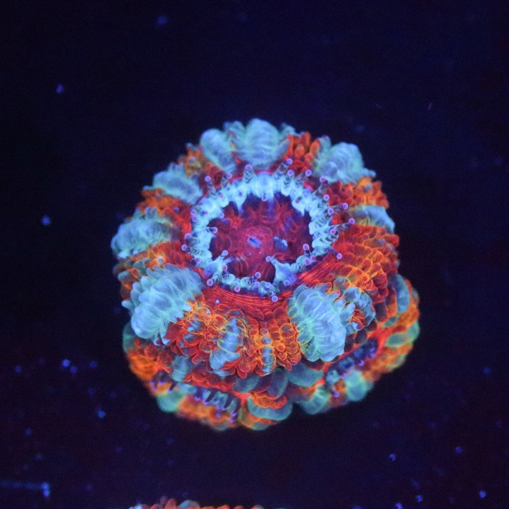 Tangerine Dream Acan Lord