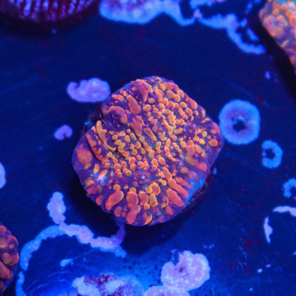 CC Cloudberries Chalice