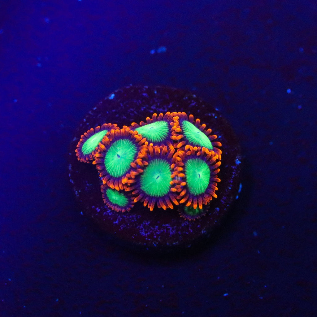 Goblins On Fire Zoanthid