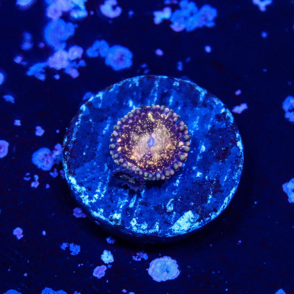 TSA Space Leopard Zoanthid