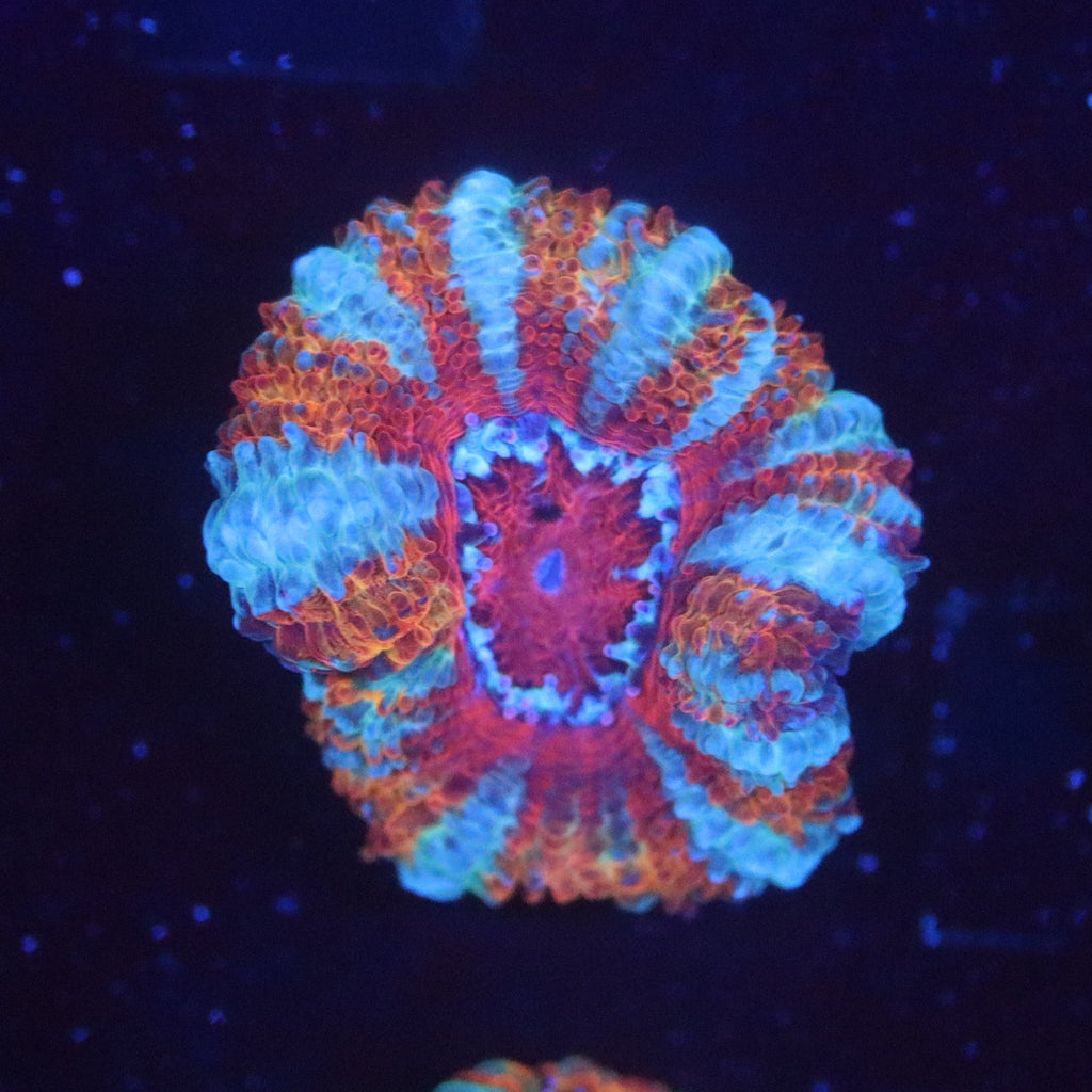 Tangerine Dream Acan Lord