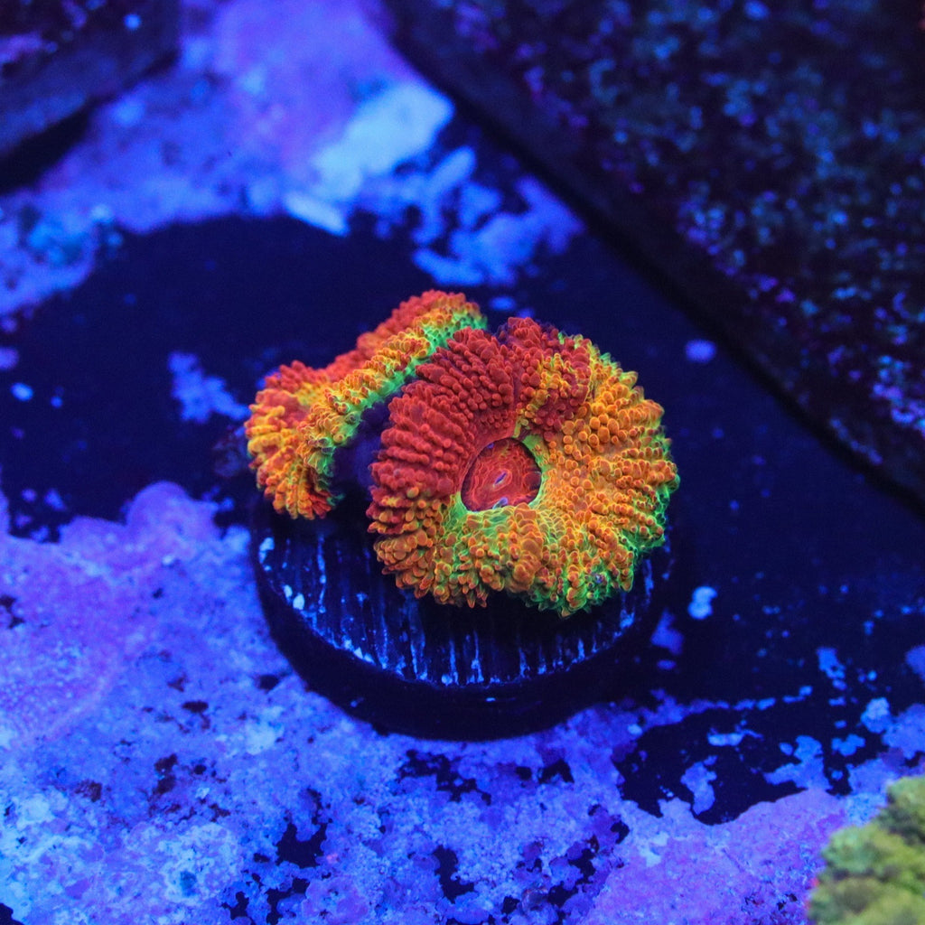 GB Jawbreaker Acan Choice Frag