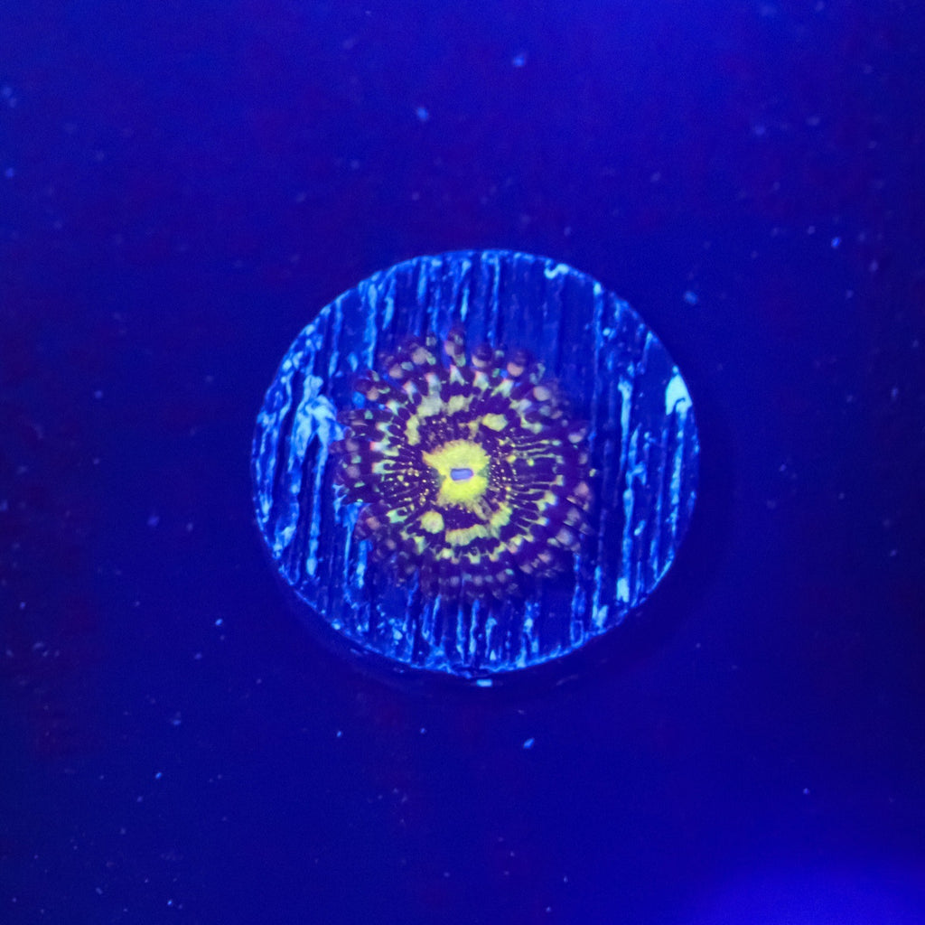UC Grim Reaper Zoanthid